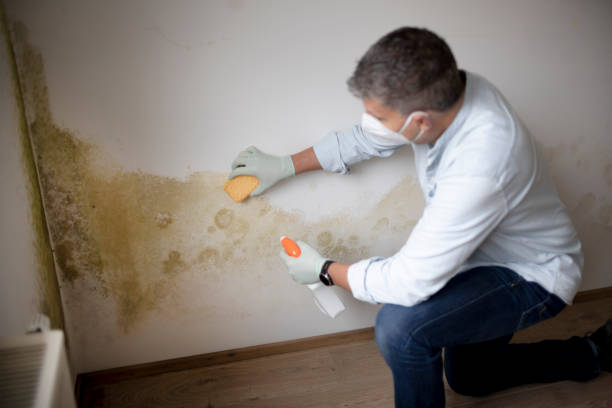 Best Mold Damage Restoration  in Waterloo, IN
