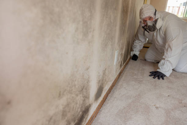  Waterloo, IN Mold Removal Pros